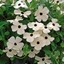 Picture of Thunbergia alata 'Suzie White Black Eye' (Suzie Series)