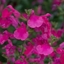 Picture of Salvia Mirage Hot Pink ('Balmirhopi') (Mirage Series)