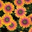 Picture of Osteospermum Purple Sun ('Kleoe19396')