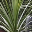 Picture of Cordyline australis