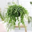 Picture of Aeschynanthus japhrolepis