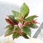 Picture of Aglaonema Crete
