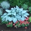 Picture of Hosta Canadian Blue