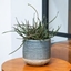 Picture of Aloe bakeri