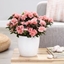 Picture of Azalea simsii Aiko Pink