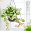 Picture of Hoya carnosa Tricolor