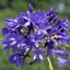 Picture of Agapanthus Midnight Madness
