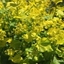 Picture of Smyrnium perfoliatum