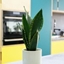 Picture of Sansevieria trifasciata Silver Flame
