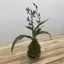 Picture of Zygopetalum Trozy Blue in kokedama moss ball