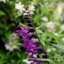 Picture of Salvia Amistad (PBR)