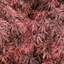 Picture of Acer palmatum Garnet