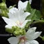 Picture of Lavatera × clementii Barnsley Baby