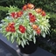 Picture of Alstroemeria Rock 'n' Roll ('Alsdun01') (PBR)