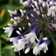 Picture of Agapanthus Fireworks ('Mdb001')