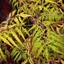 Picture of Rhus typhina Tiger Eyes ('Bailtiger')