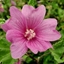 Picture of Lavatera × clementii Burgundy Wine