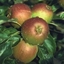 Picture of apple Cox's Orange Pippin self fertile
