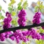Picture of Cercis chinensis Avondale