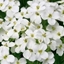 Picture of Arabis alpina subsp. caucasica Little Treasure White ('Aralba')