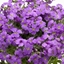 Picture of Aubrieta Audrey Light Blue (Audrey Series)