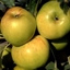 Picture of apple Bountiful