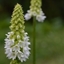 Picture of Primula vialii Alison Holland ('Aliholl') (PBR)