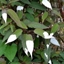Picture of Actinidia tetramera var. maloides