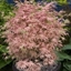 Picture of Acer palmatum Taylor (PBR)
