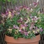 Picture of Lonicera periclymenum Chic et Choc ('Inov205') (PBR)