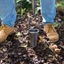 Picture of DeWit bulb planter ash T handle
