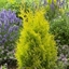 Picture of Thuja occidentalis Sunny Smaragd ('Hoogi023') (PBR)