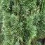 Picture of Taxus baccata Fastigiata Robusta