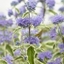 Picture of Caryopteris × clandonensis White Surprise (PBR)
