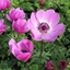 Picture of Anemone coronaria Harmony Orchid (Harmony Series)