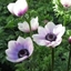 Picture of Anemone coronaria Harmony Pearl (Harmony Series)
