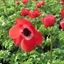 Picture of Anemone coronaria Harmony Scarlet (Harmony Series)
