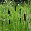 Picture of Typha angustifolia
