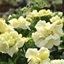 Picture of Petunia Origami White (Origami Series)