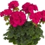 Picture of Geranium Green Idols Neon (Green Idols Series)