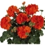 Picture of Geranium Green Idols Orange (Green Idols Series)