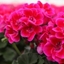 Picture of Geranium Savannah TexMex Hot Pink (Savannah Series)