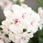 Picture of Geranium Savannah White Splash ('Duesawispla') (PBR) (Savannah Series)