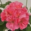 Picture of Geranium Survivor Idols Pink Batik (Survivor Idols Series)