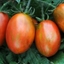 Picture of tomato Tumbling Tigress