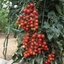 Picture of tomato Suncherry Premium