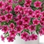 Picture of Calibrachoa Callie Cherry Ribbon (Callie Series)