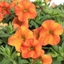Picture of Calibrachoa Callie Orange Sunrise (Callie Series)