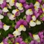 Picture of Nemesia Vanilla Berry (Fairy Kisses Series)