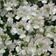 Picture of Nemesia Wisley Vanilla